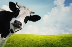 Funny cow on a green summer meadow