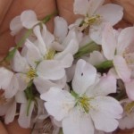 flowers and hand(pink)